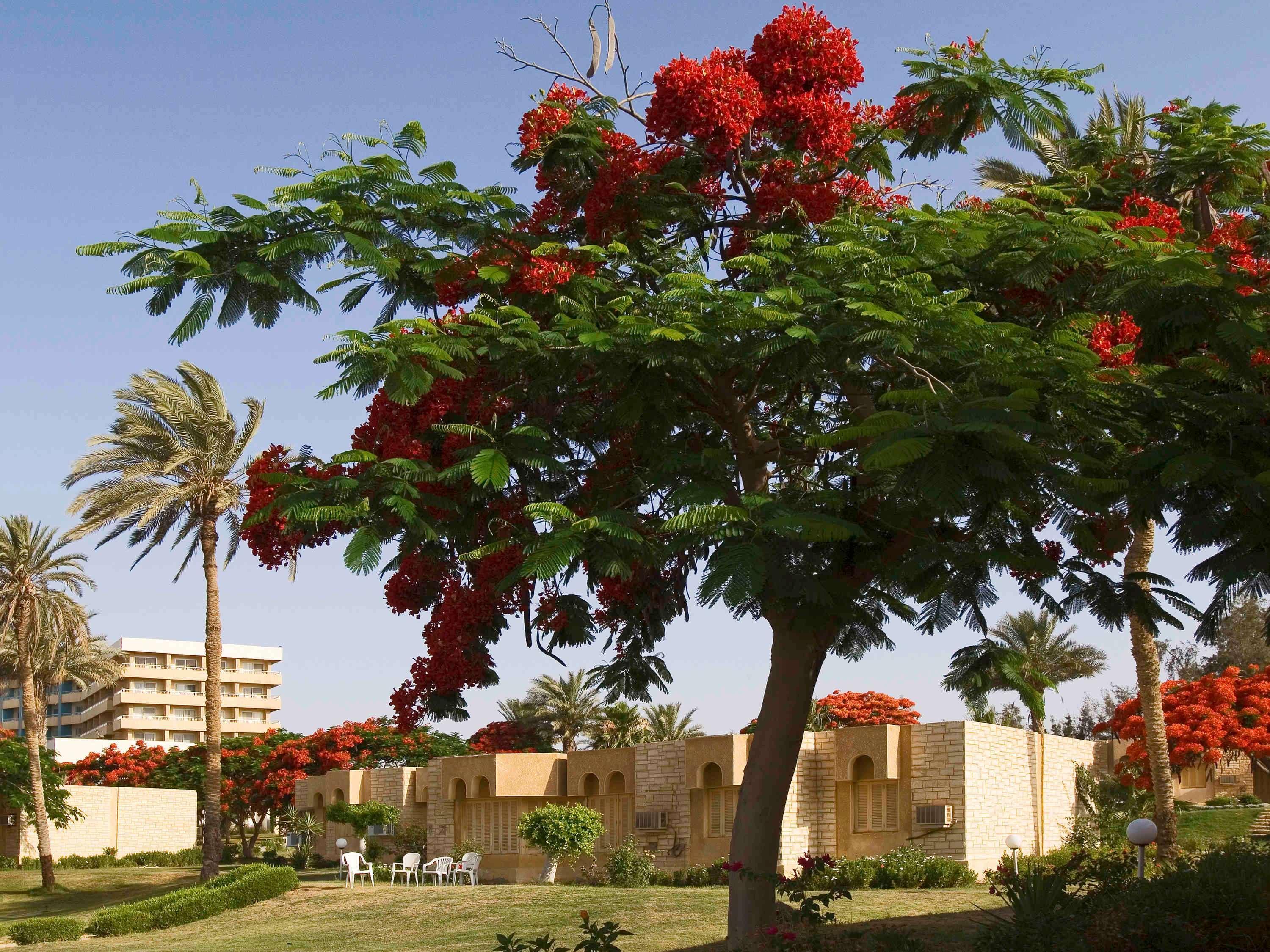 Mercure Ismailia Forsan Island Luaran gambar